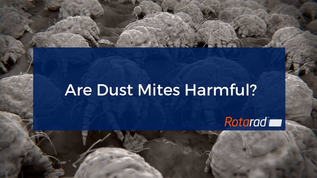 Are Dust Mites Harmful?