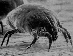 Dust Mites